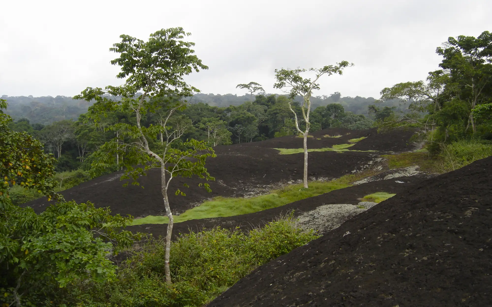 Safari dans la réserve du Dja : explorer le plus grand trésor naturel du Cameroun