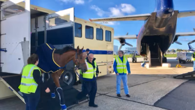 Live Animals for Passenger Handling Personnel