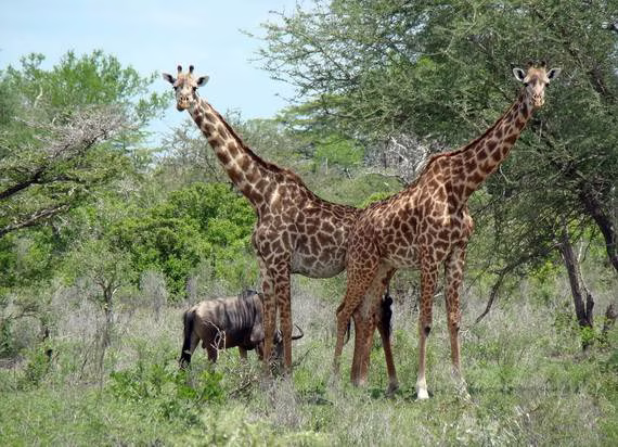 Dja Faunal Reserve - South Region, Cameroon