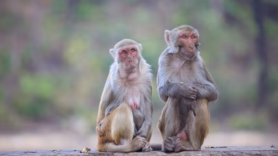 Safari Namibe, Cunene et Lubango 6 Jours