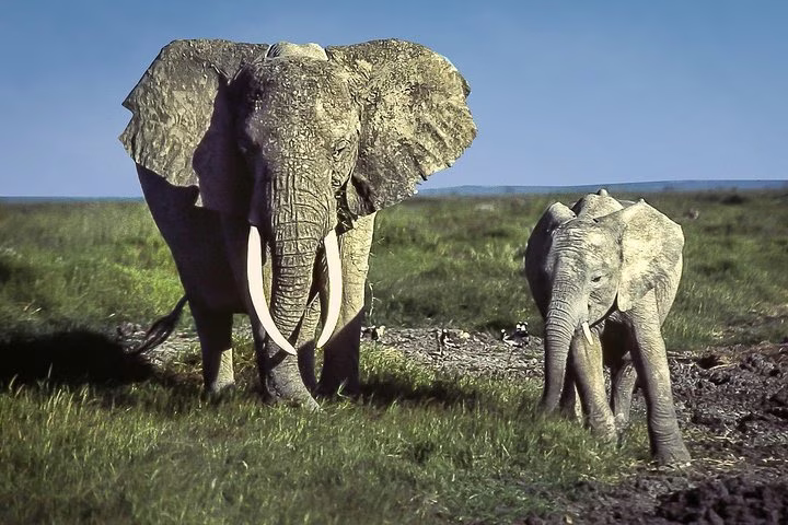 Safari Aventure Azobe Est 13J/12N