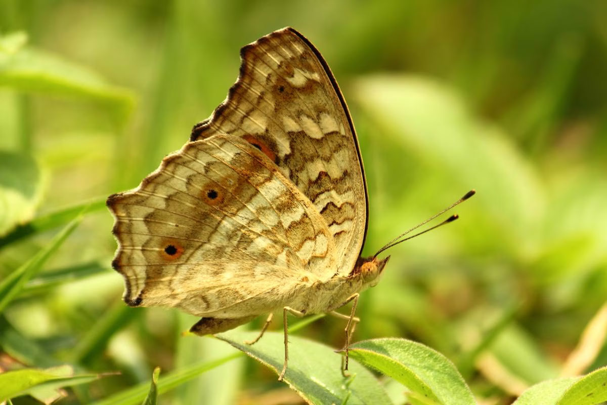 Butterfly Study Tour