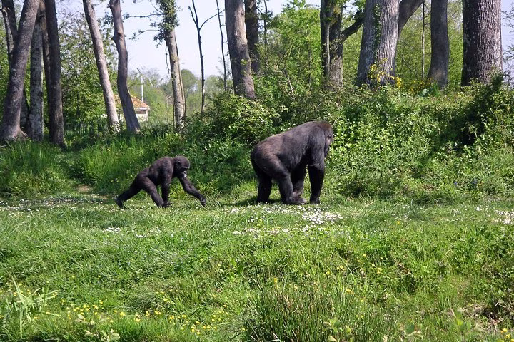 The Dja Biodiversity Reserve Safari 7D/6N