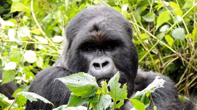 Sur les Traces des Gorilles Safari Gabon 8 Jours